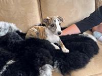 Whippet Ingrid