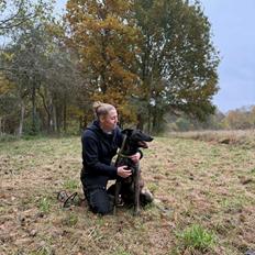 Hollandsk hyrdehund Jessie