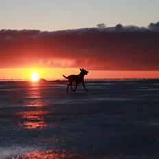 Hollandsk hyrdehund Jessie