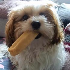 Bichon havanais Lubi