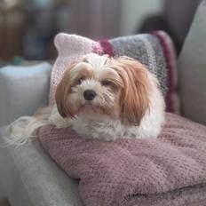 Bichon havanais Lubi