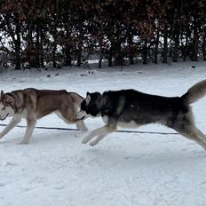 Siberian husky Basse