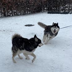 Siberian husky Basse