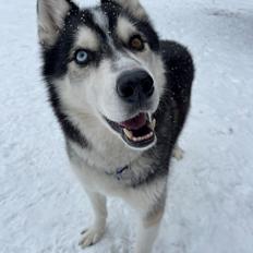 Siberian husky Basse