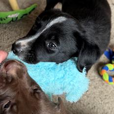 Border collie Power