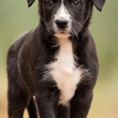 Border collie Power