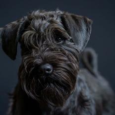 Dvaergschnauzer Alma