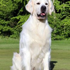 Golden retriever Goldenmermaid's Trentino