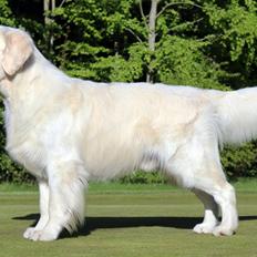 Golden retriever Goldenmermaid's Trentino