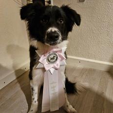 Border collie Woody 