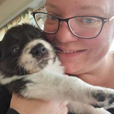 Border collie Woody 