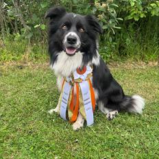 Border collie Woody 