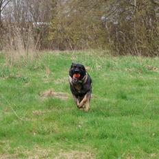 Schæferhund Team Lynn Asko (Basse)