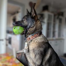 Schæferhund Team Lynn Asko (Basse)