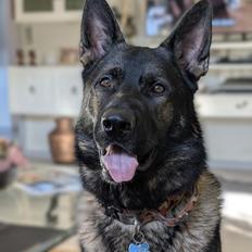 Schæferhund Team Lynn Asko (Basse)