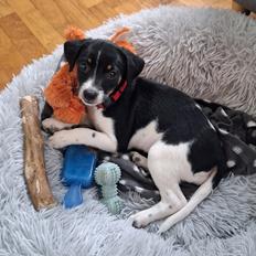 Dansk svensk gaardhund Essie