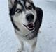 Siberian husky Basse