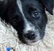 Border collie Power