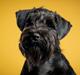 Dvaergschnauzer Alma
