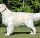 Golden retriever Goldenmermaid's Trentino