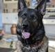 Schæferhund Team Lynn Asko (Basse)