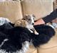 Whippet Ingrid