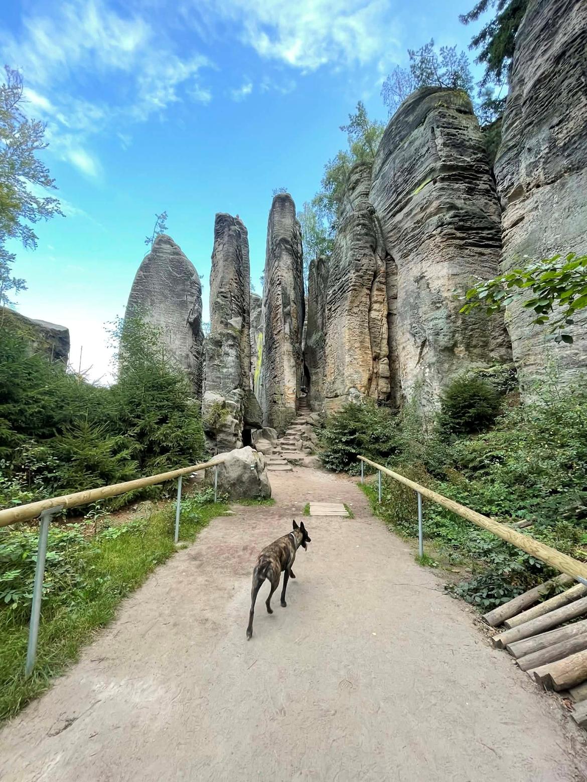 Hollandsk hyrdehund Jessie - Sandstensklipper i Tjekkiet. Det var en oplevelse :) billede 19