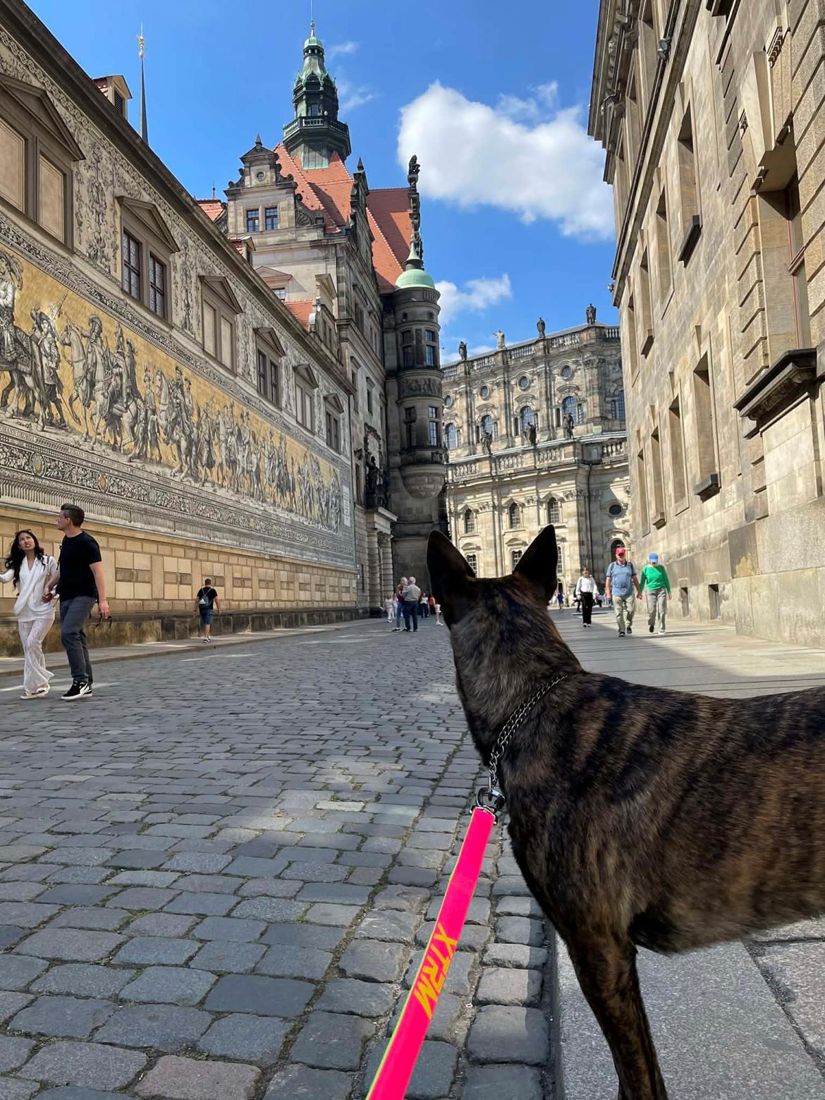 Hollandsk hyrdehund Jessie - Sigtheeing i Dresden 2025 billede 17
