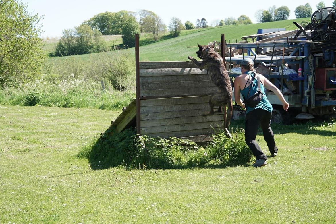 Hollandsk hyrdehund Jessie - Når HF lige må følge med billede 24