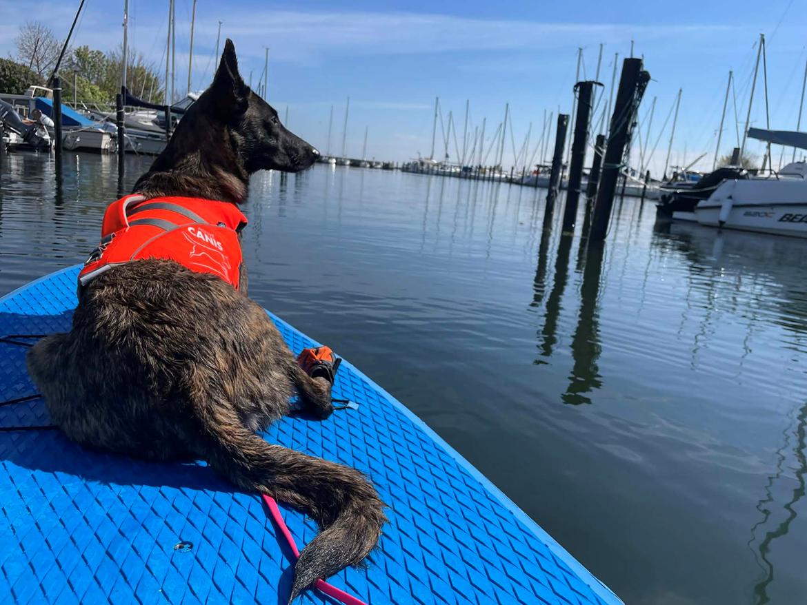 Hollandsk hyrdehund Jessie - På supboads på Amager 2024 billede 27