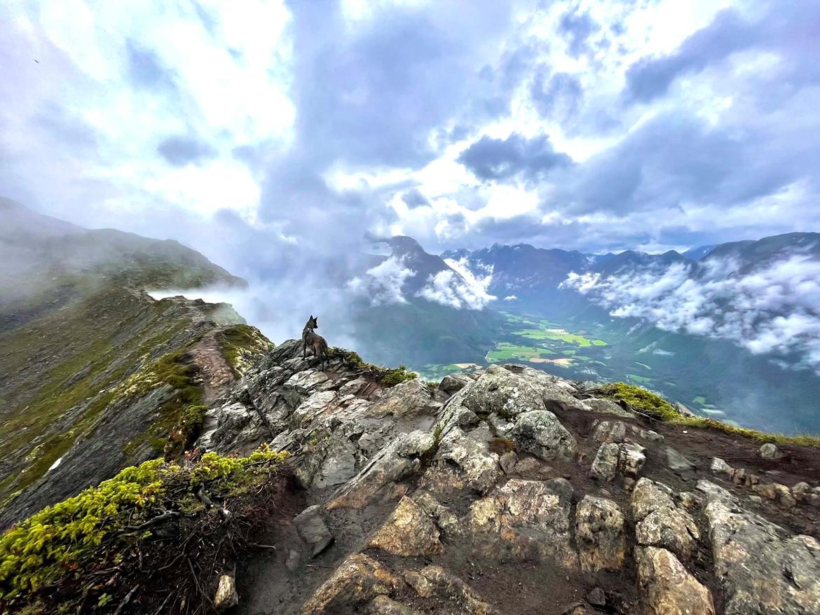 Hollandsk hyrdehund Jessie - Bjerggeden i Norge 2024 billede 4