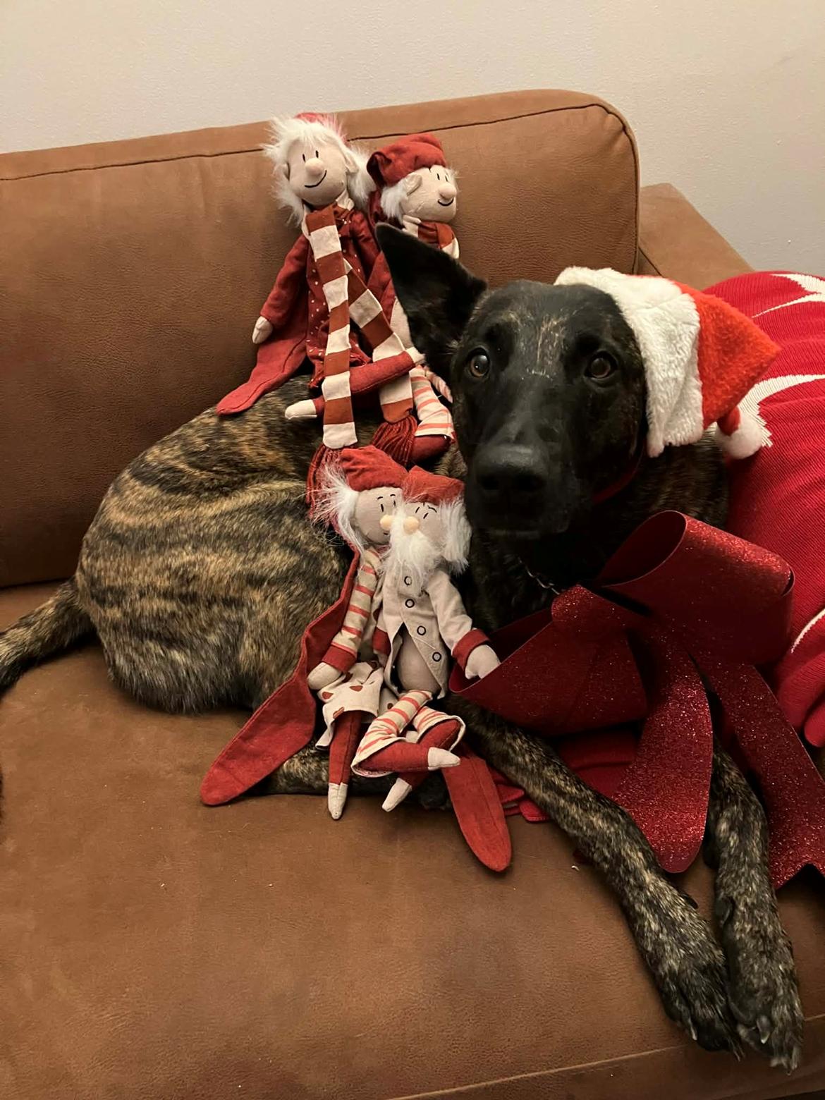 Hollandsk hyrdehund Jessie - Julen 2024 billede 26