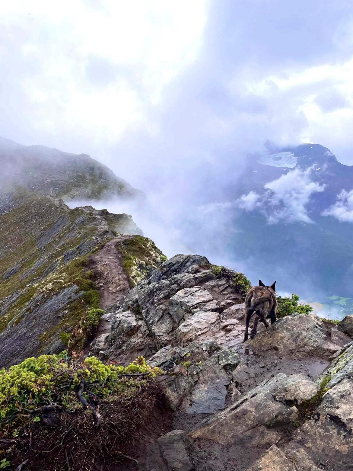 Hollandsk hyrdehund Jessie - Norge 2024 billede 5