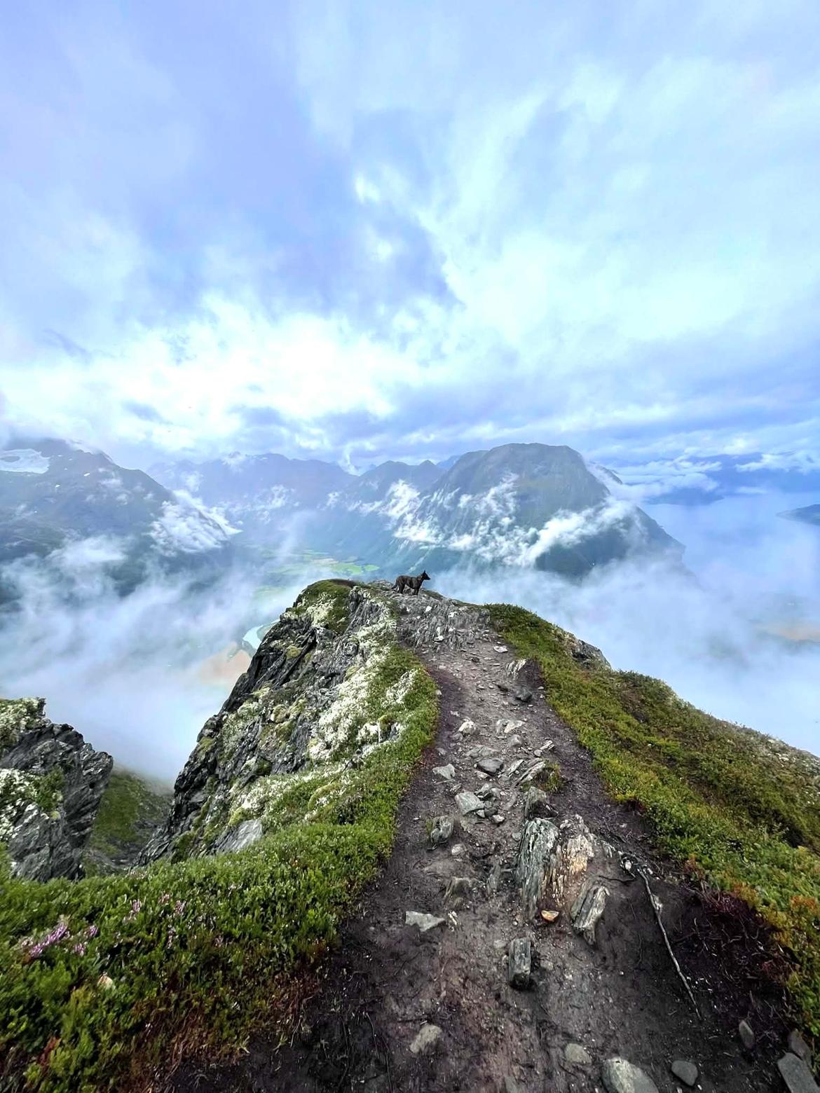 Hollandsk hyrdehund Jessie - Norge 2024 billede 6