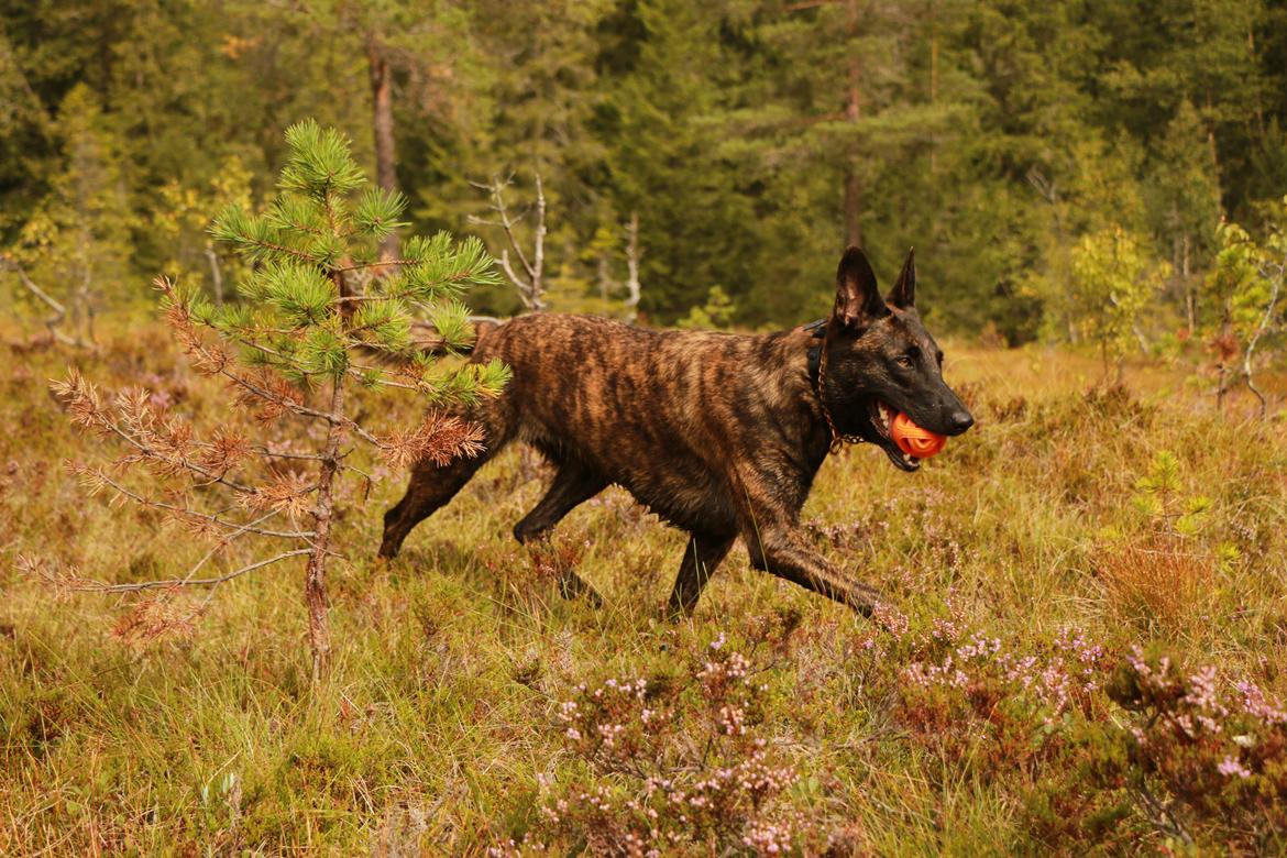 Hollandsk hyrdehund Jessie - På tur i de norske fjelde med sin bold 2024 billede 25