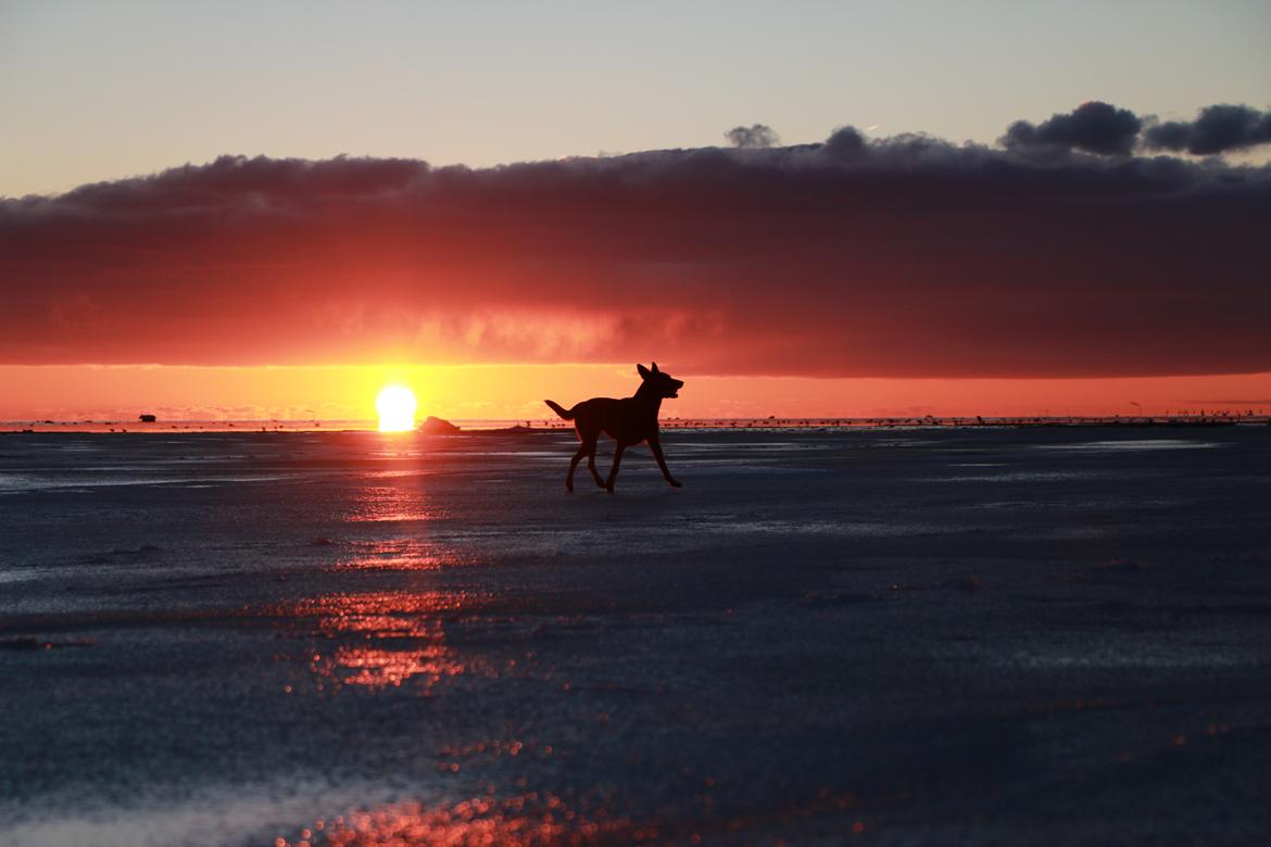 Hollandsk hyrdehund Jessie - Vinteren 2026. I solnedgangen med sin bold billede 2