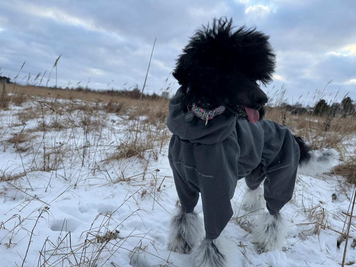 Storpuddel Spirit of Ronja Deli aka Runa billede 13