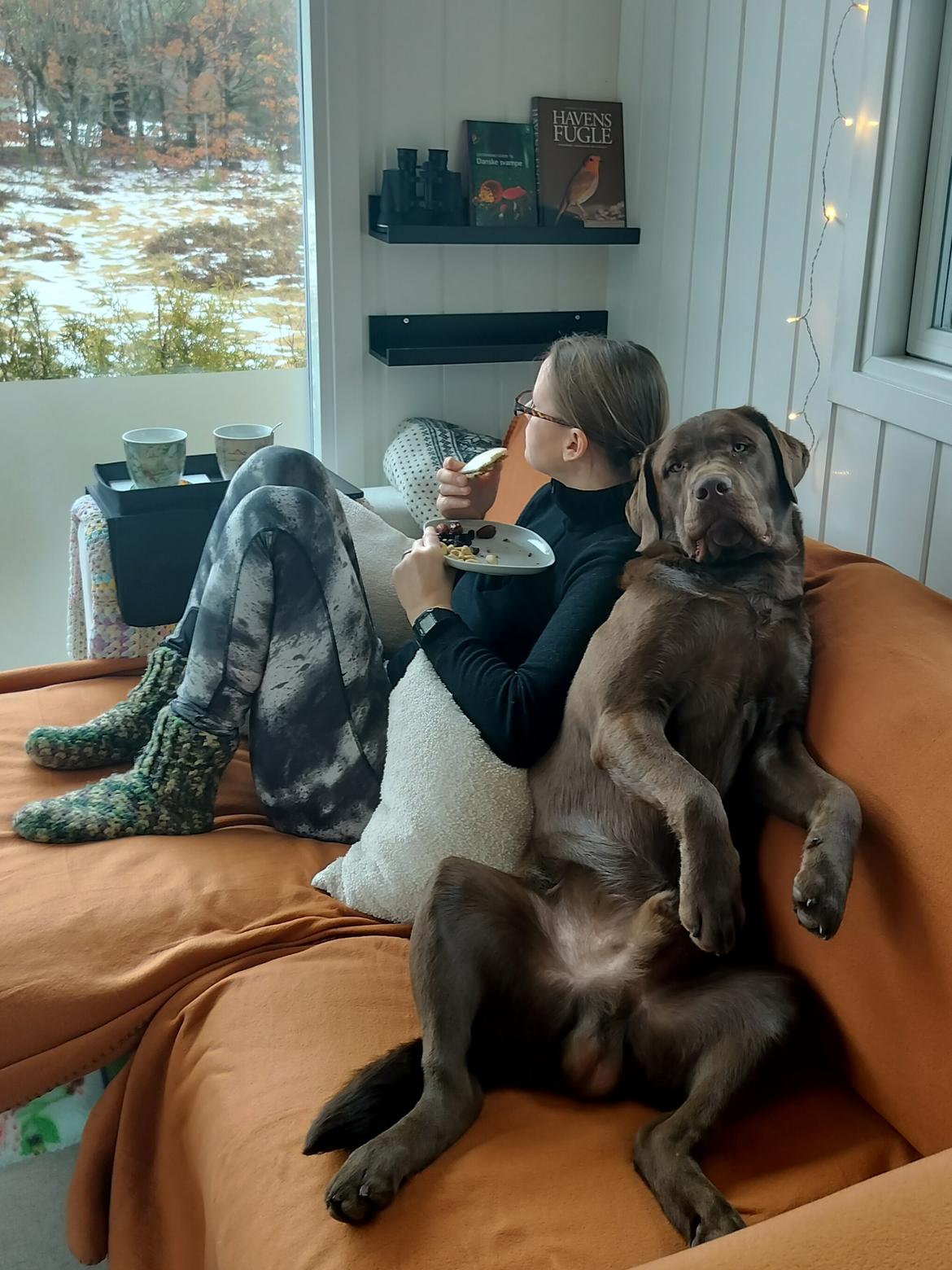 Labrador retriever Balder - 23. februar 2026 billede 48