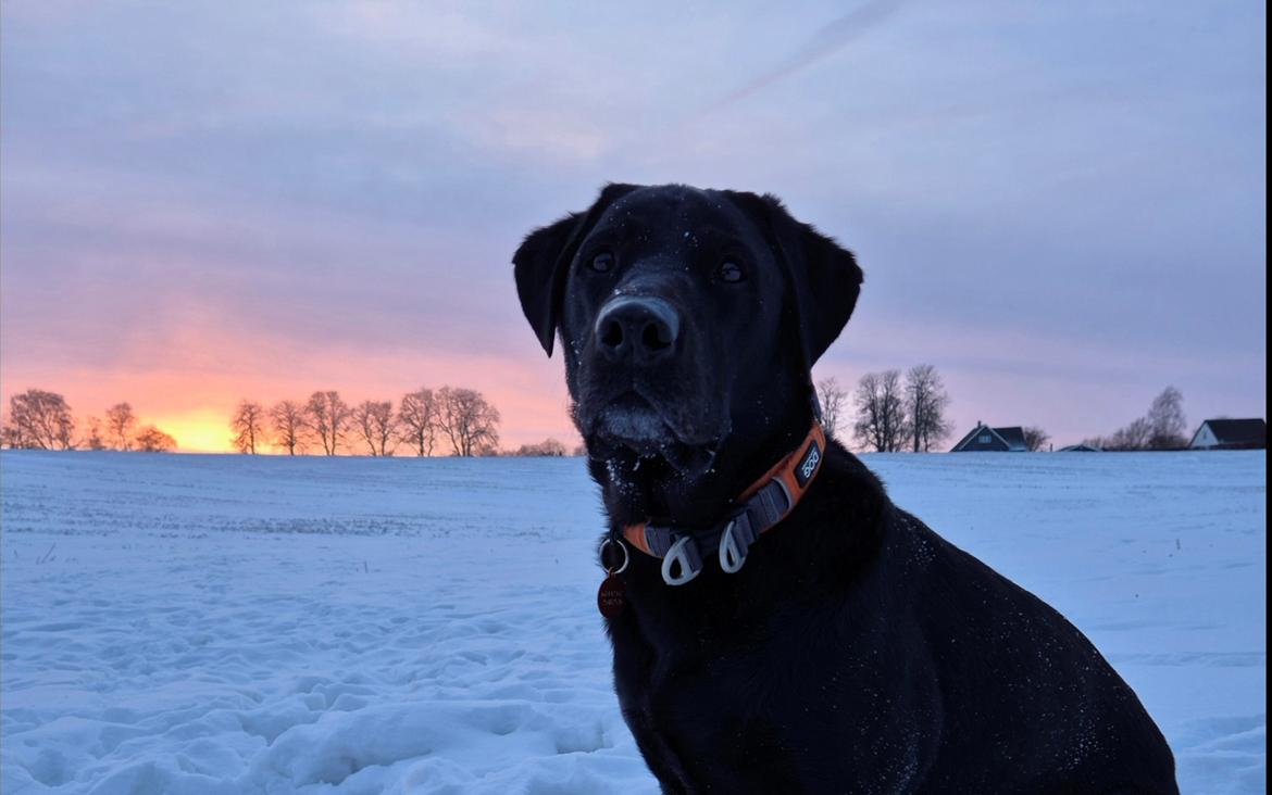 Labrador retriever Græskar * 16 03 2021 -  billede 14