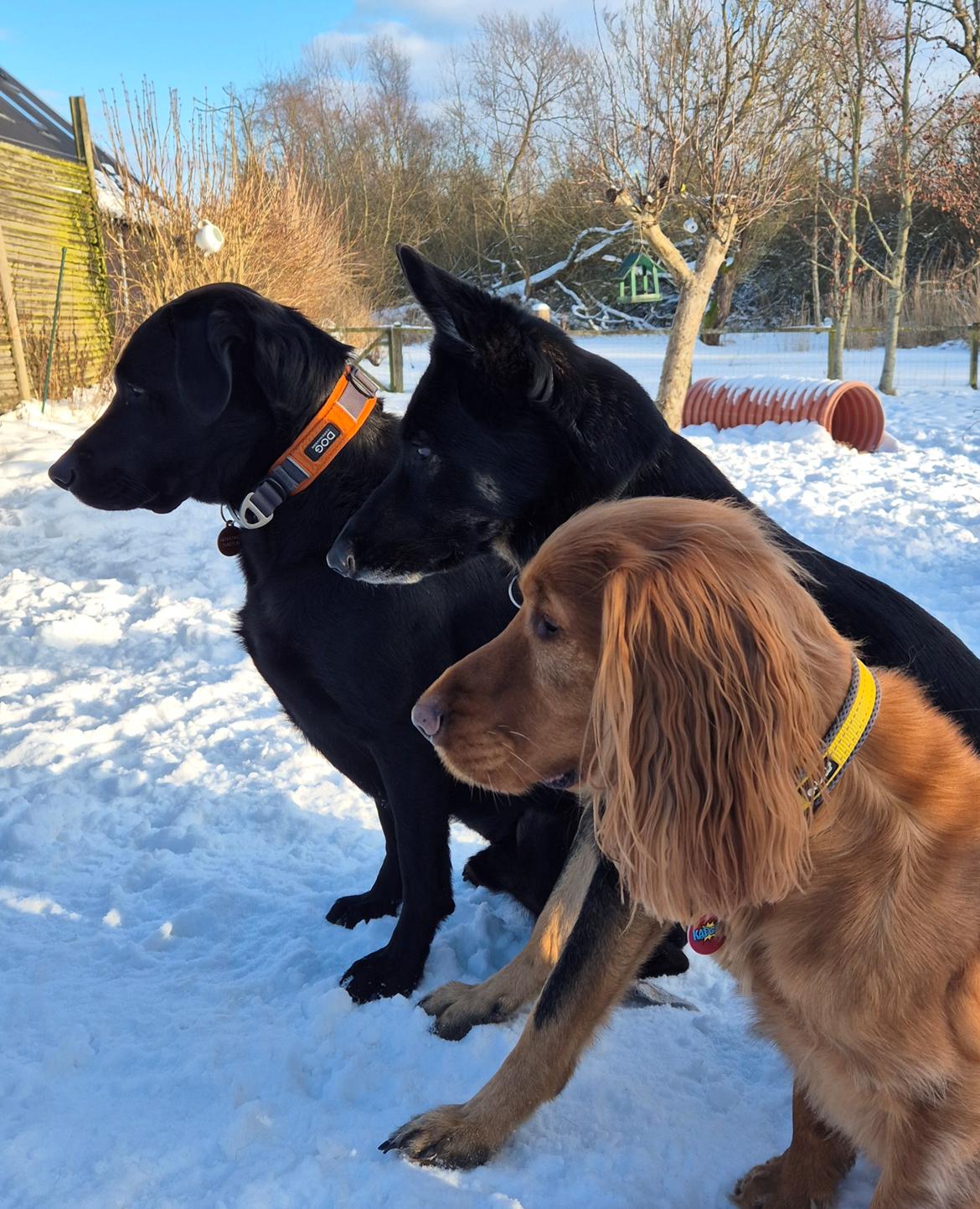 Labrador retriever Græskar * 16 03 2021 -  billede 15