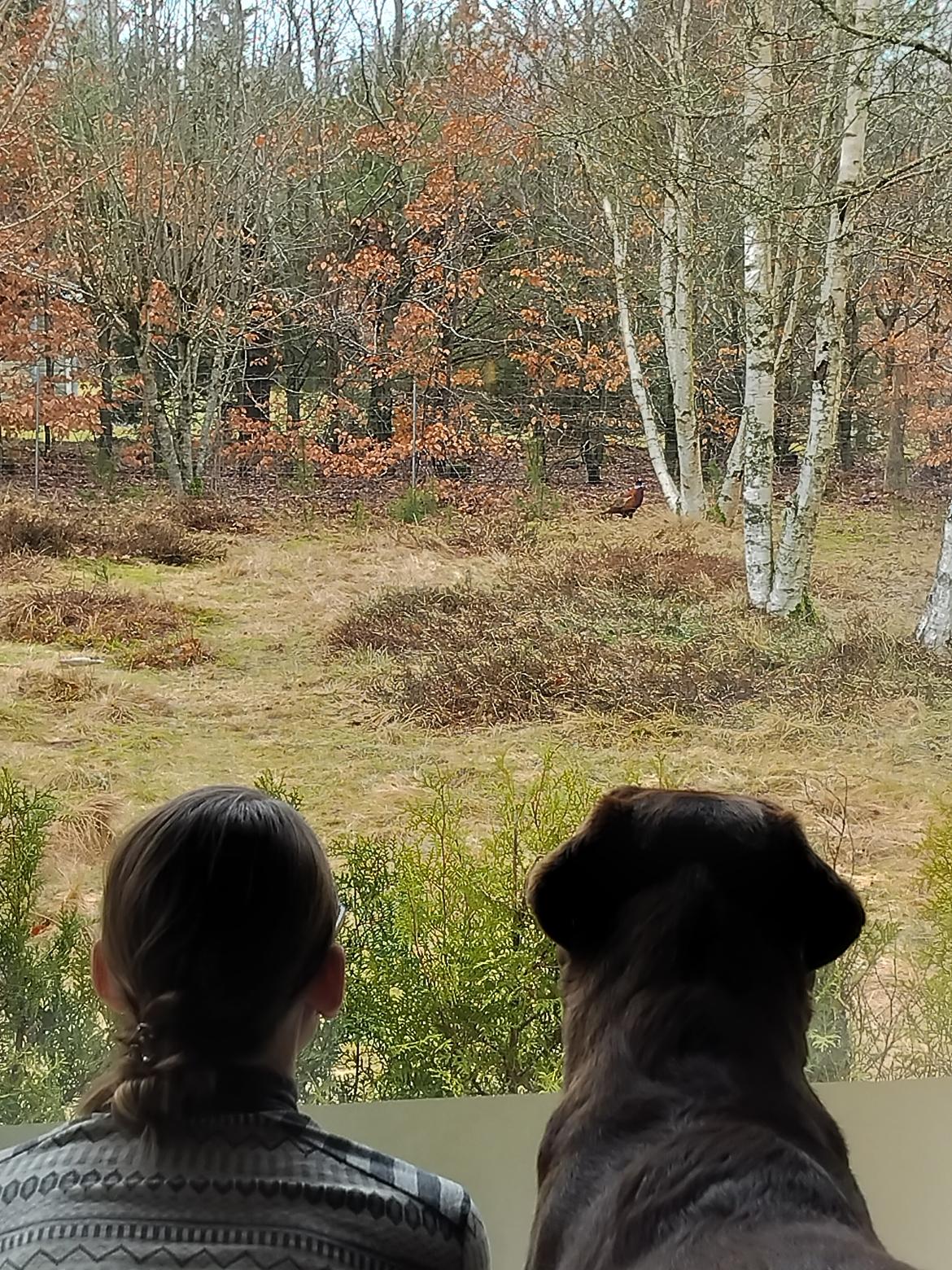 Labrador retriever Balder - 2. marts 2026 billede 49