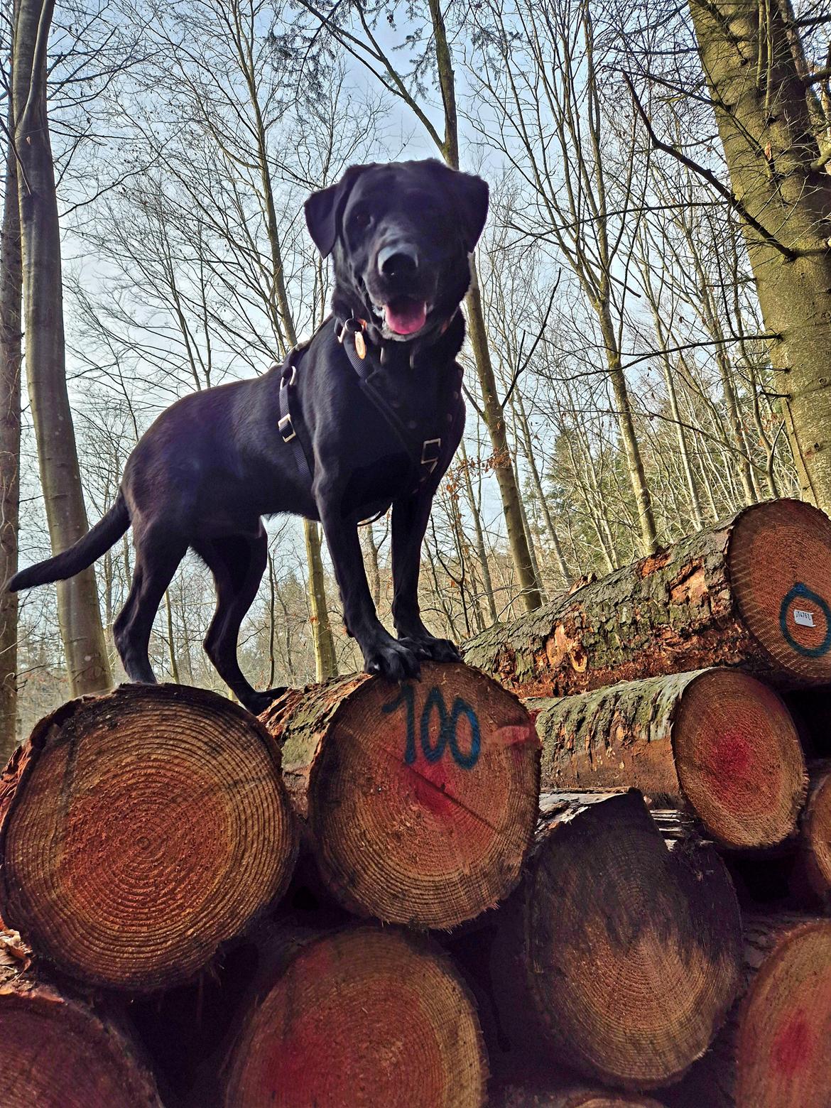 Labrador retriever Græskar * 16 03 2021 -  billede 16