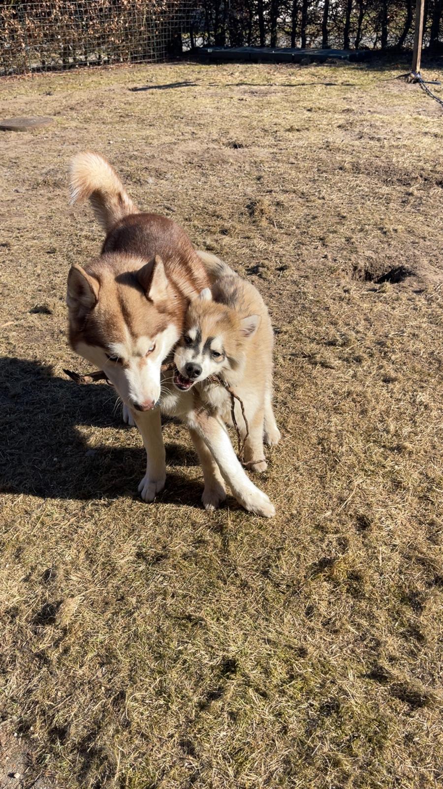 Siberian husky Murphy billede 34