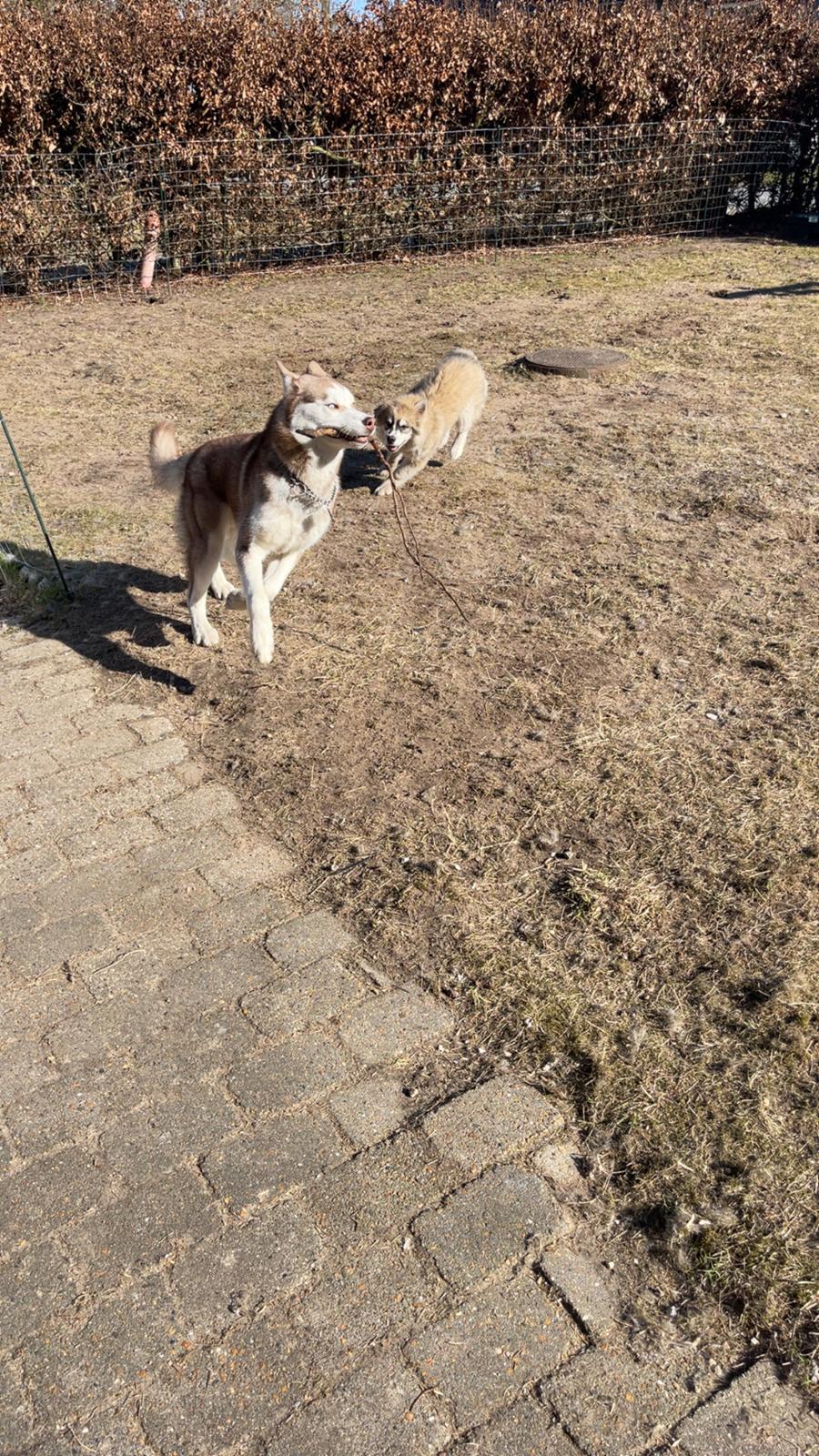 Siberian husky Murphy billede 35