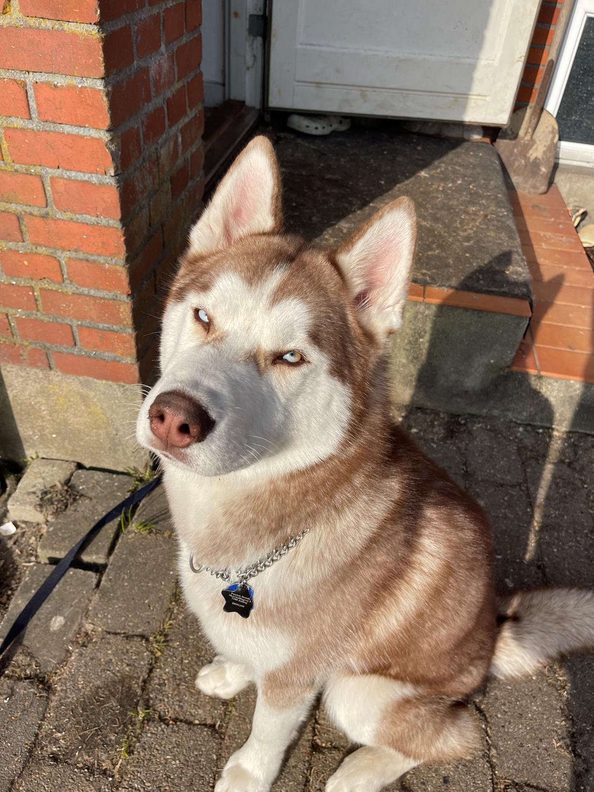 Siberian husky Murphy billede 33