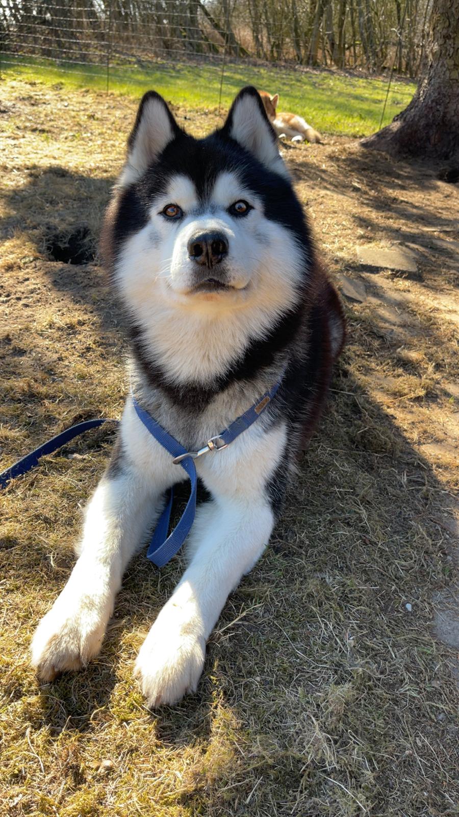 Siberian husky Balder billede 28