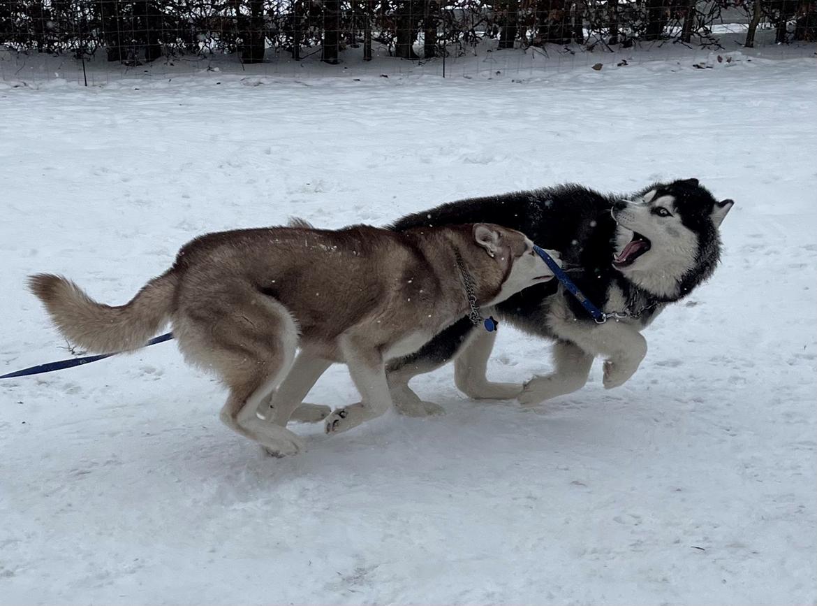 Siberian husky Balder billede 30
