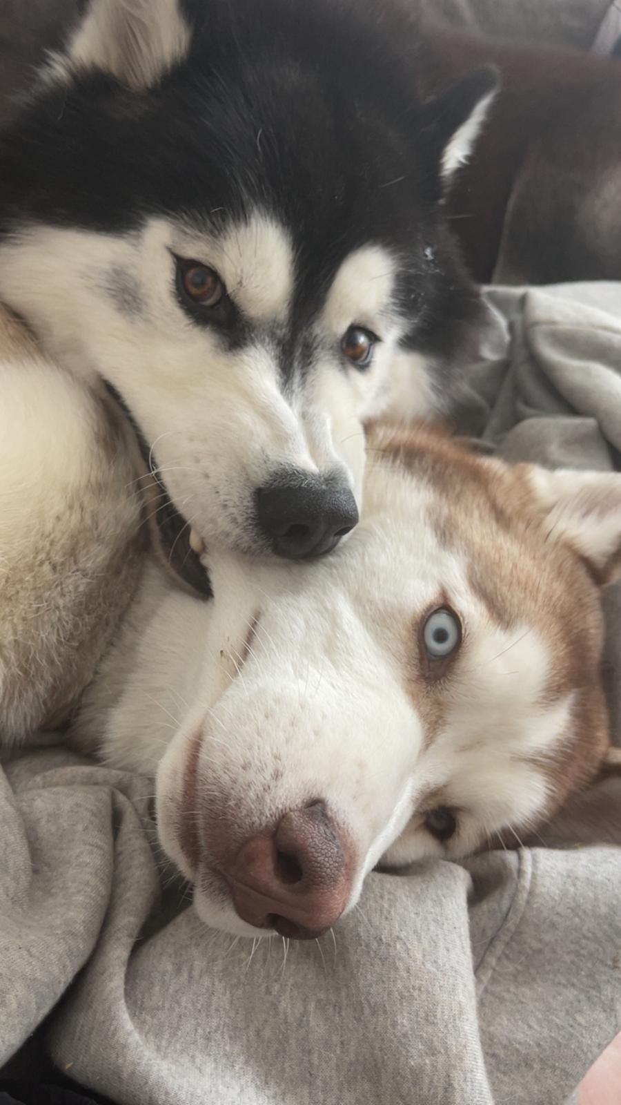 Siberian husky Balder billede 31