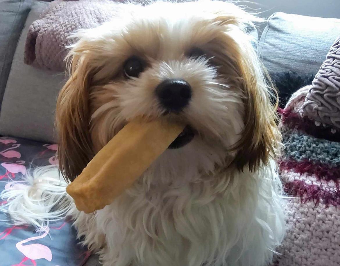 Bichon havanais Lubi billede 3