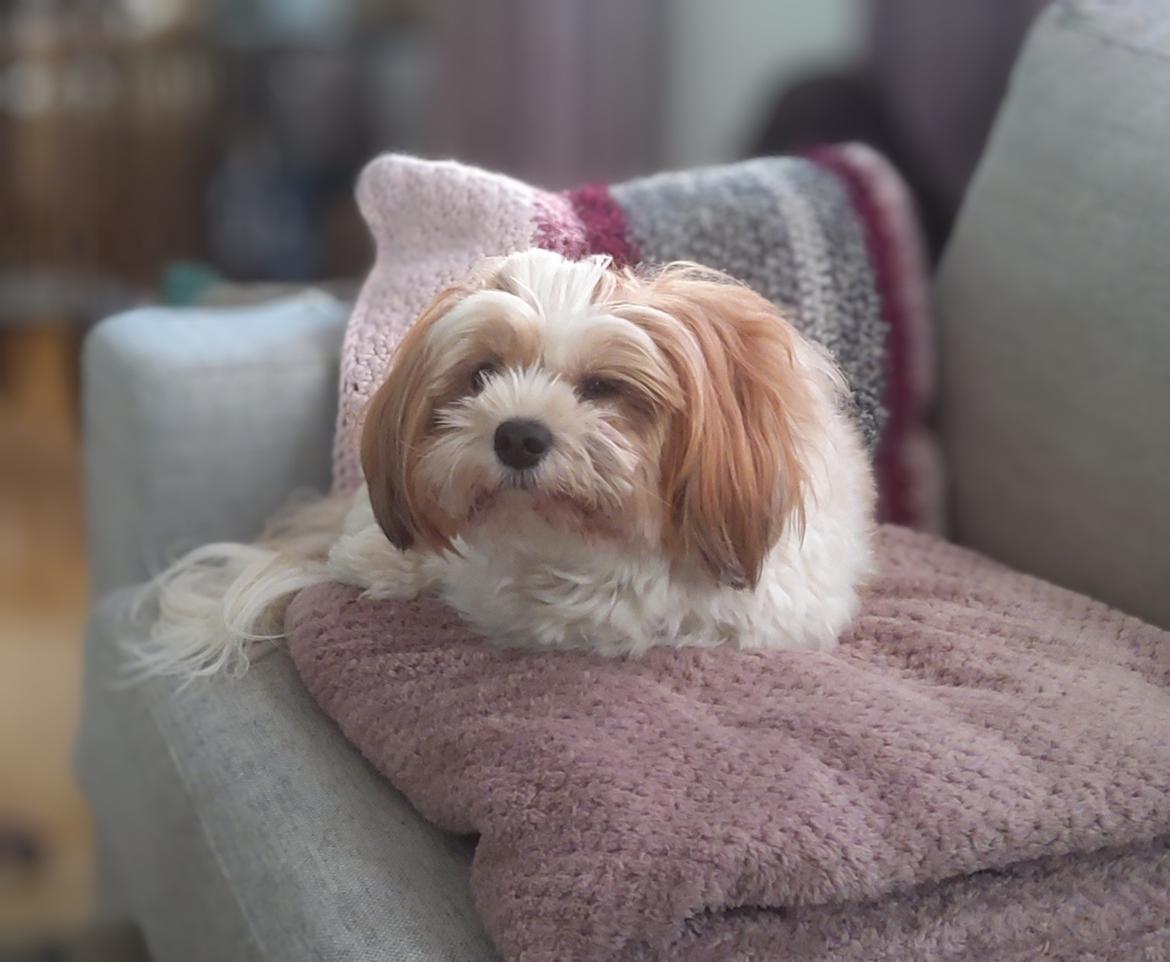 Bichon havanais Lubi billede 2